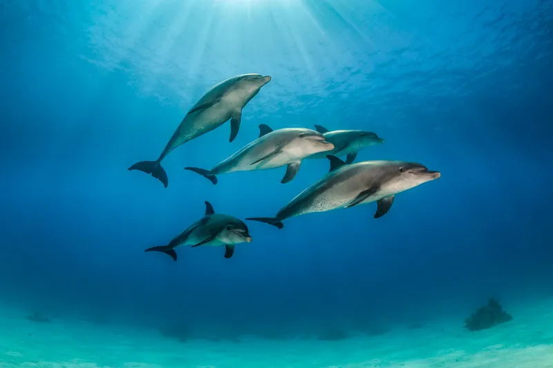 Scuba-diving-in-Hurghada-dolphins